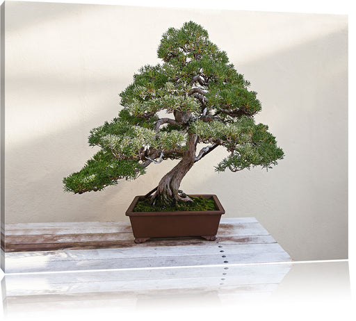 Bonsai Baum Leinwandbild