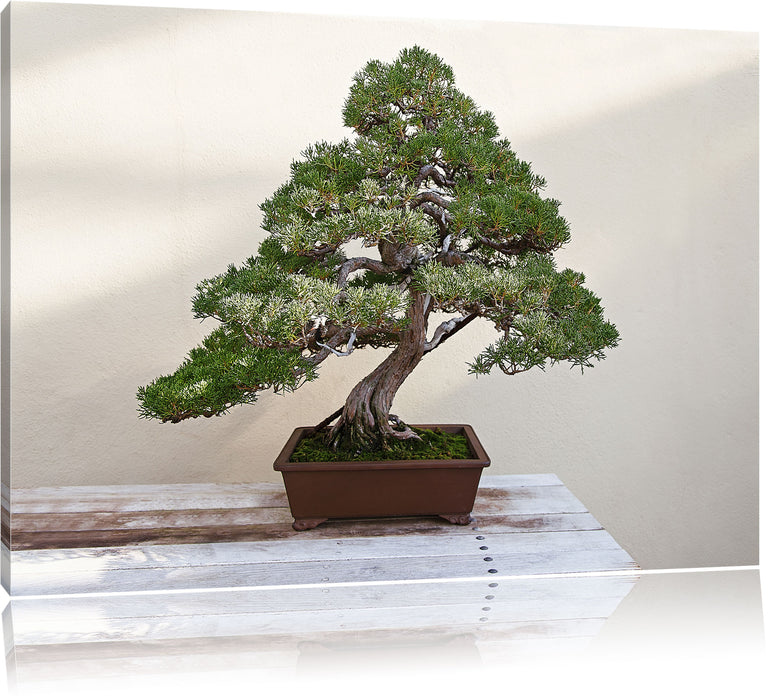 Pixxprint Bonsai Baum, Leinwandbild