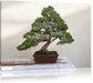 Bonsai Baum Leinwandbild