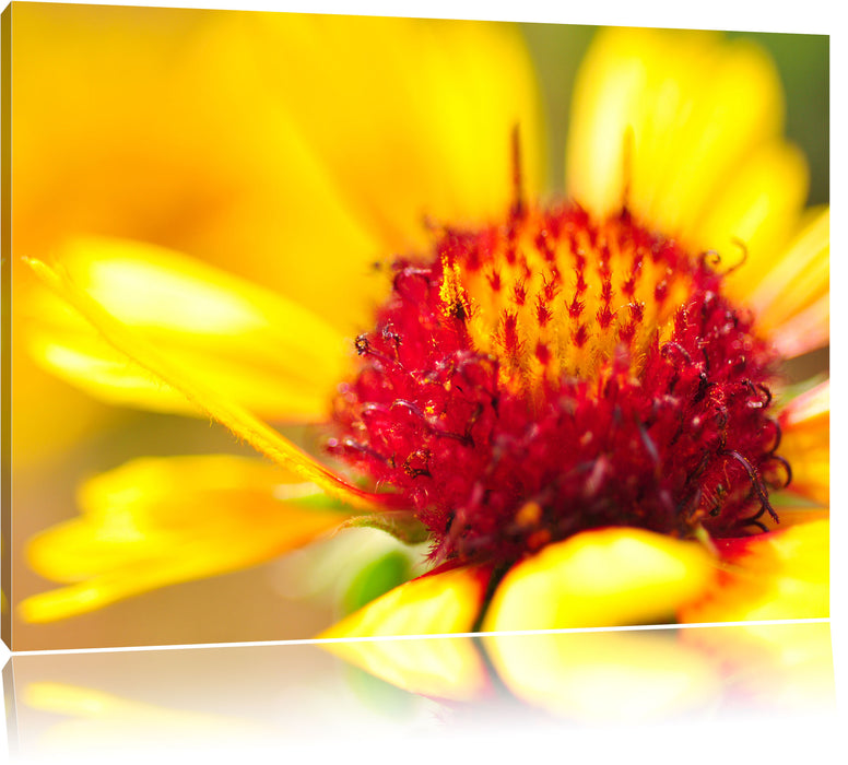 Pixxprint Blüte Nahaufnahme, Leinwandbild