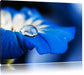 Wassertropfen auf blauer Blüte Leinwandbild