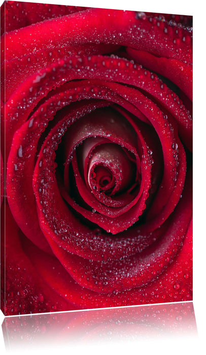 Pixxprint Rosenblüte Nahaufnahme, Leinwandbild