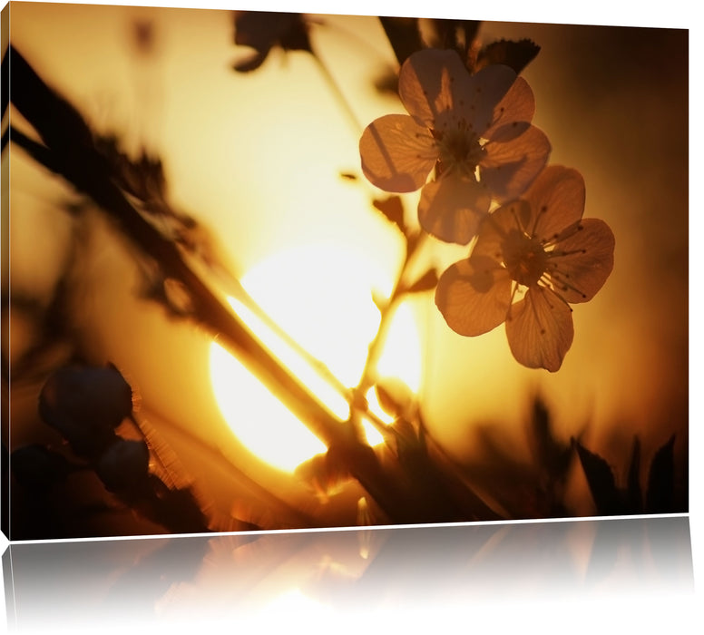 Blüten am Baum Leinwandbild