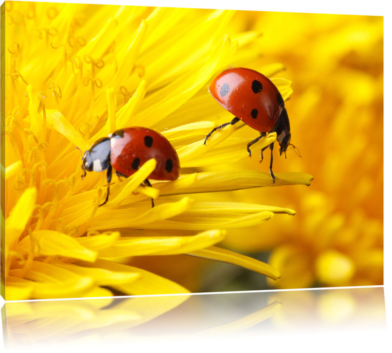 Pixxprint Marienkäfer Nahaufnahme, Leinwandbild