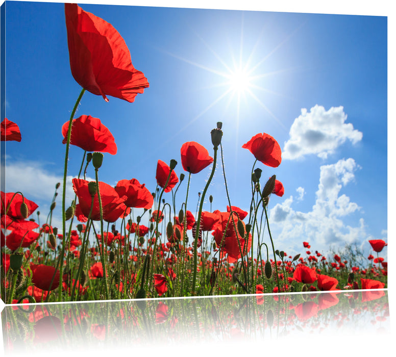 Pixxprint Mohnblumen, Leinwandbild