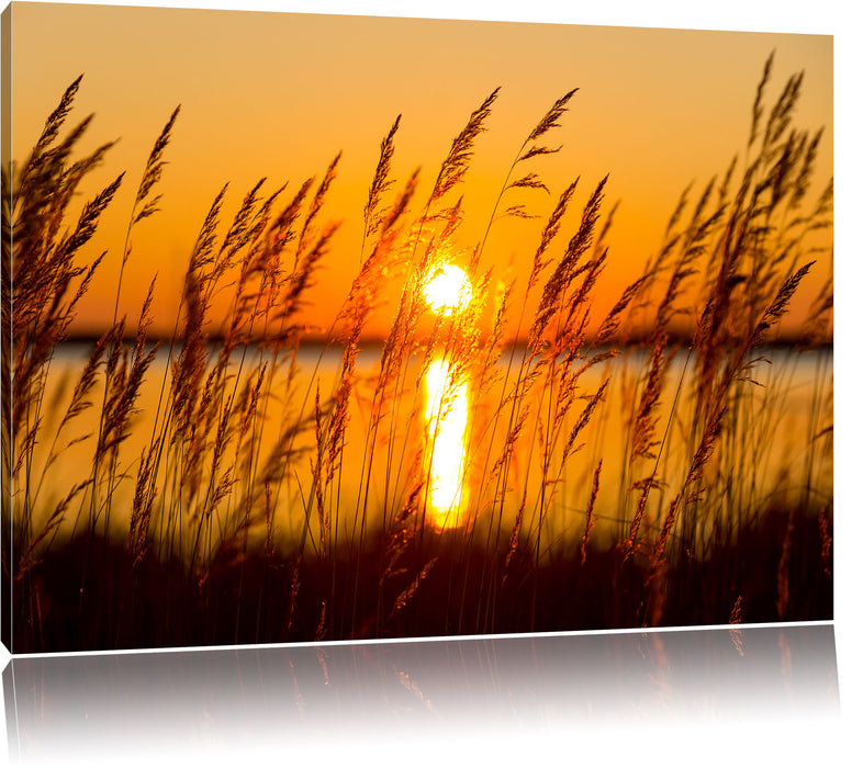 Pixxprint Sonne zwischen Gräsern, Leinwandbild