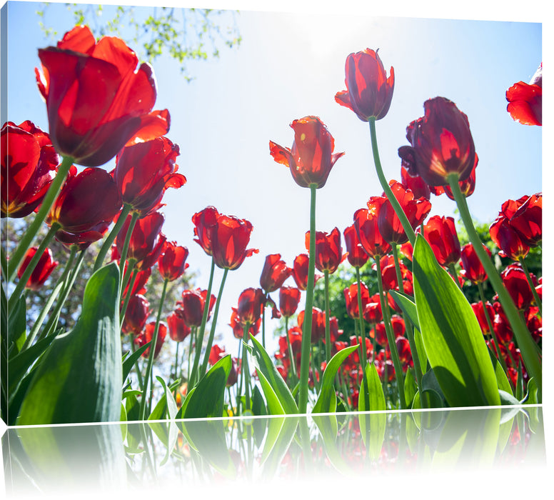 Pixxprint Tulpenfeld, Leinwandbild
