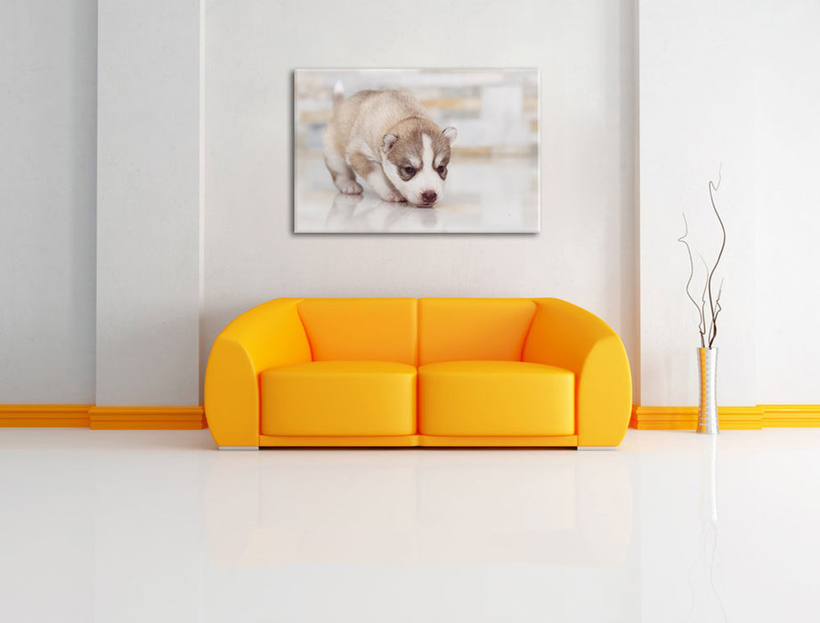 Husky Welpe Leinwandbild über Sofa