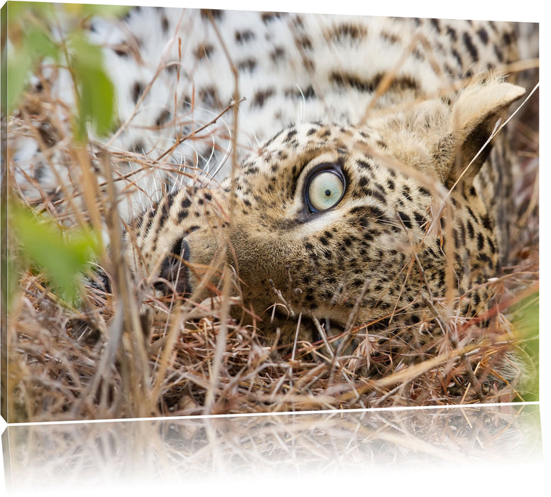 Pixxprint Leopard, Leinwandbild