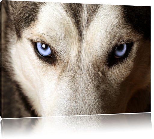 Husky eisblaue Augen Leinwandbild