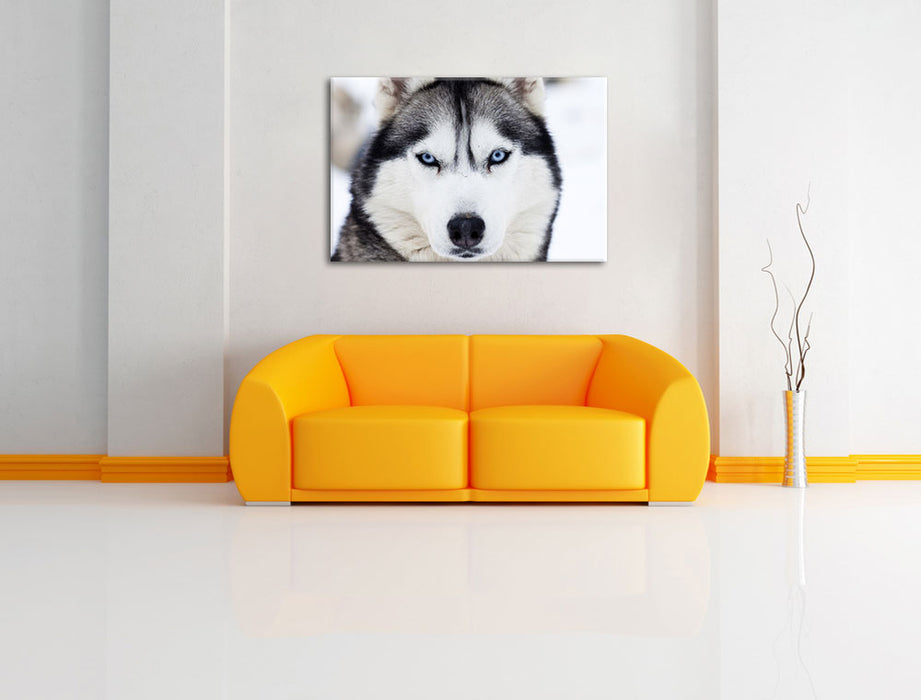 Husky Leinwandbild über Sofa
