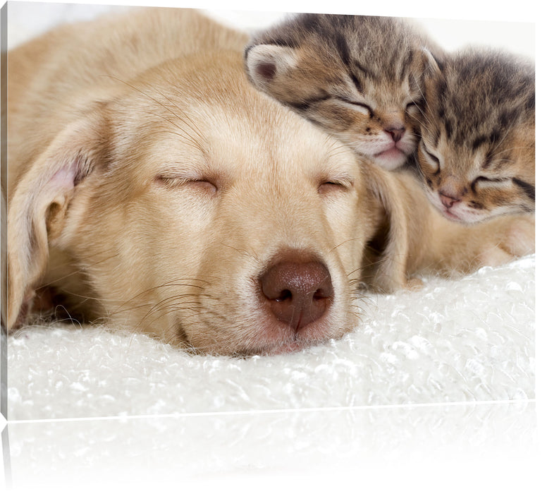 Pixxprint Käzchen und Hund schmusend, Leinwandbild