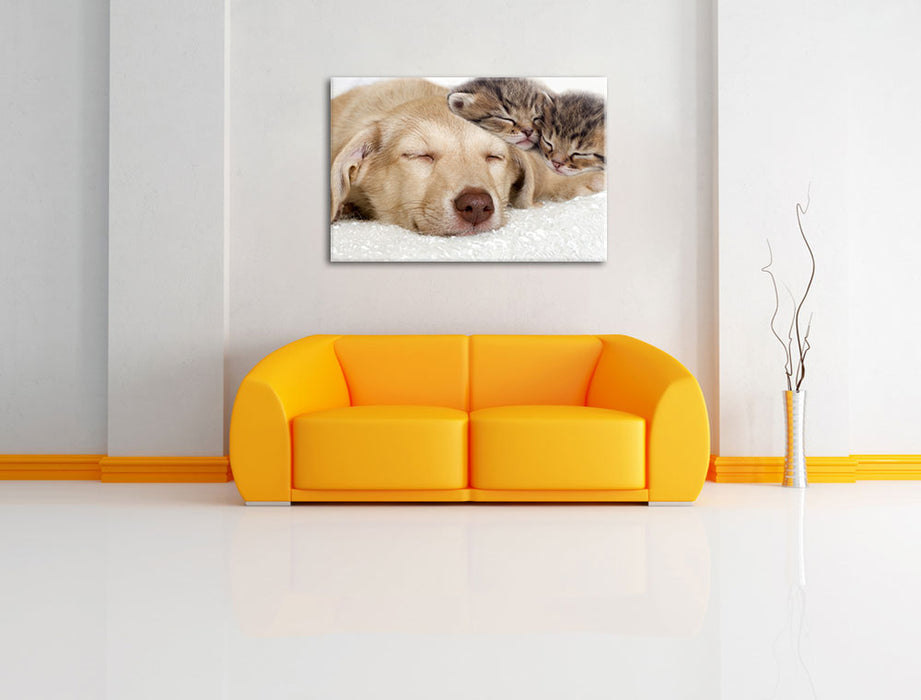 Käzchen und Hund schmusend Leinwandbild über Sofa