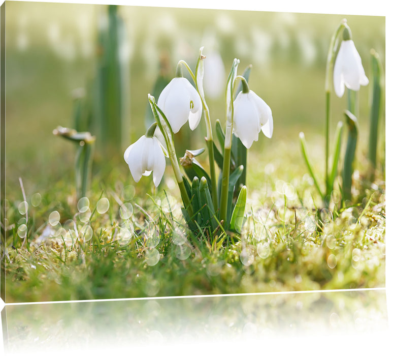 Pixxprint Maiglöckchen, Leinwandbild