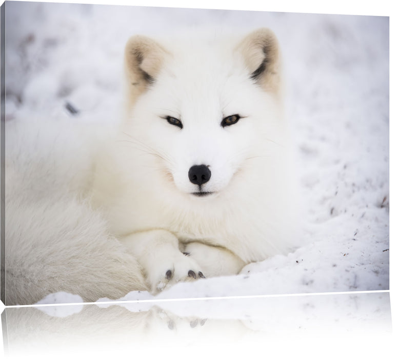 Pixxprint Weißer Fuchs, Leinwandbild