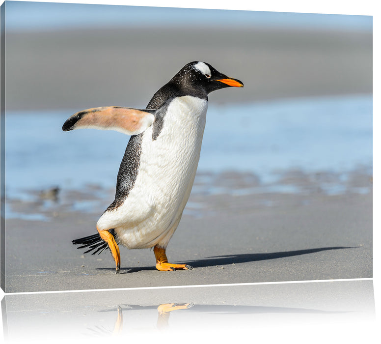 Pinguin am Strand Leinwandbild
