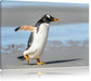 Pinguin am Strand Leinwandbild