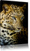 Leopard mit blauen Augen Leinwandbild