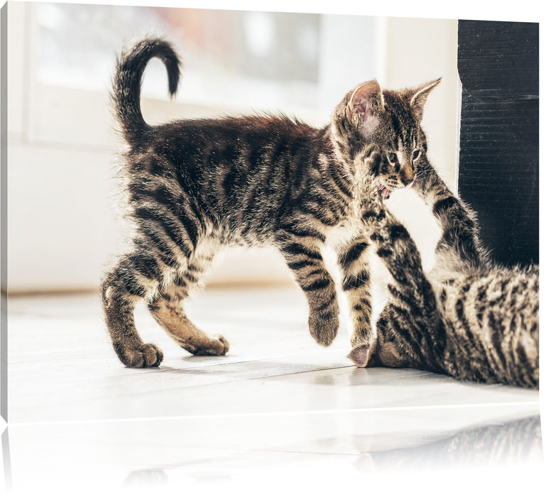 Pixxprint Fighting Cats, Leinwandbild