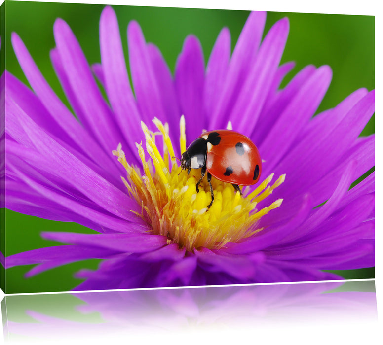 Pixxprint Marienkäfer auf Blume, Leinwandbild