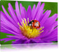 Marienkäfer auf Blume Leinwandbild