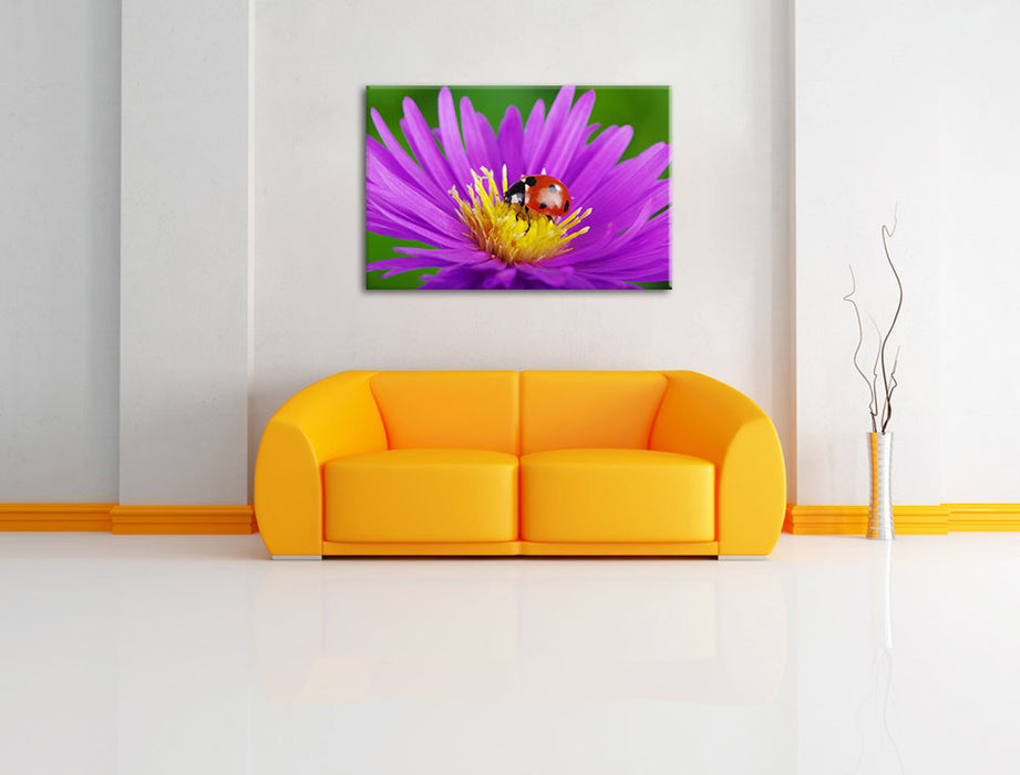 Marienkäfer auf Blume Leinwandbild über Sofa