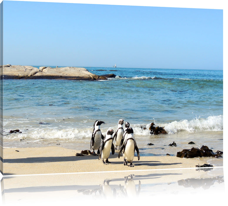 Pinguine am Strand Leinwandbild