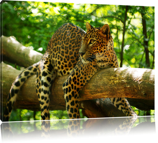 Leopard auf Ast Leinwandbild