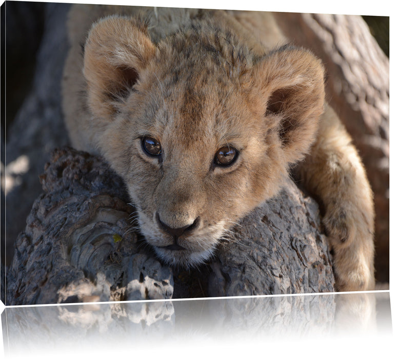 Pixxprint Süßes Löwenbaby, Leinwandbild