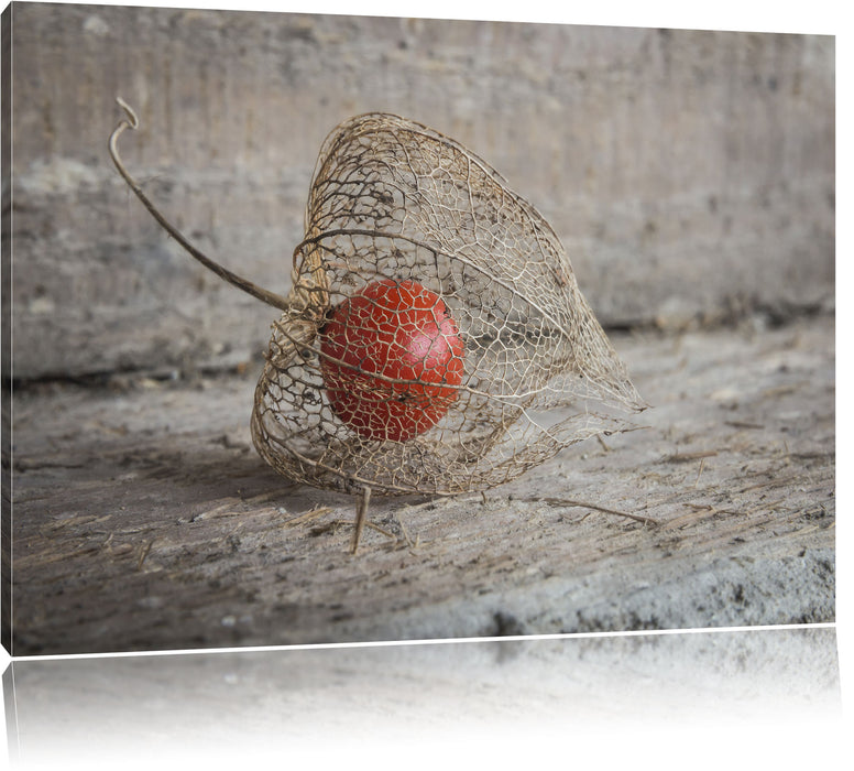 Pixxprint Physalis, Leinwandbild