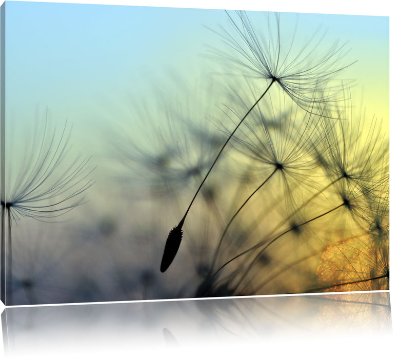 Pixxprint Pusteblumen mit Tautropfen, Leinwandbild