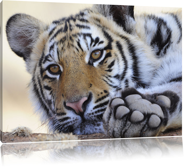 Pixxprint Tiger, Leinwandbild