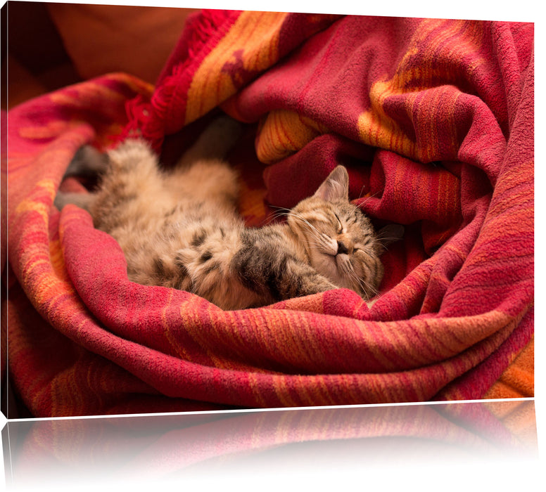 Pixxprint Babykatze, Leinwandbild