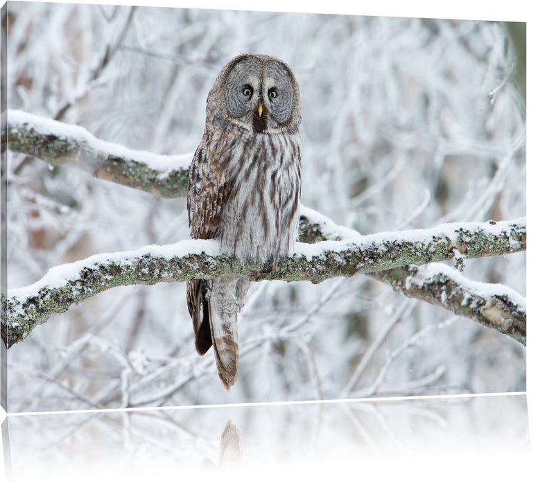 Pixxprint Eule auf Ast, Leinwandbild