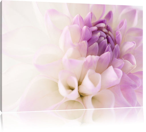 Traumhafte lila weiße Blüte Leinwandbild