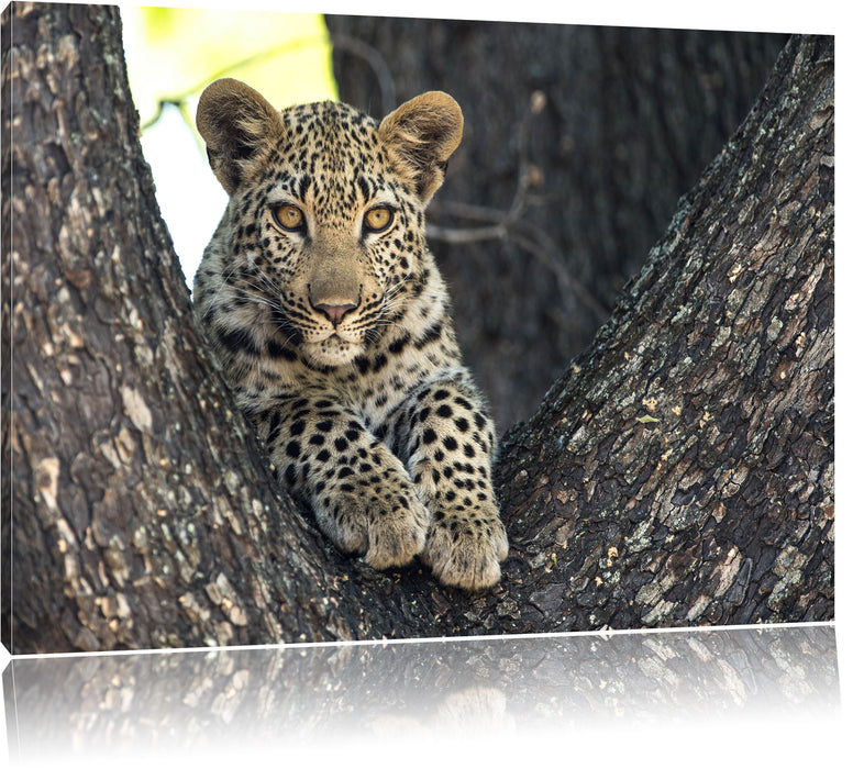 Pixxprint Leopardenbaby, Leinwandbild