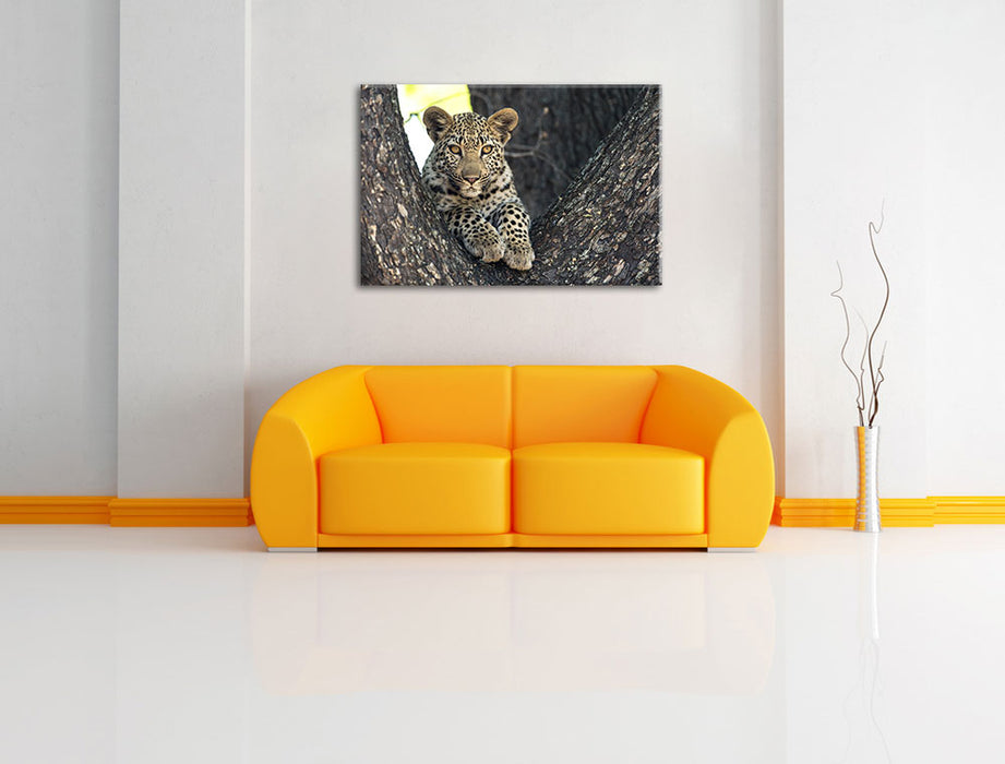 Leopardenbaby Leinwandbild über Sofa