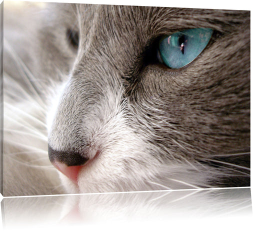 Katze mit blauen Augen Leinwandbild