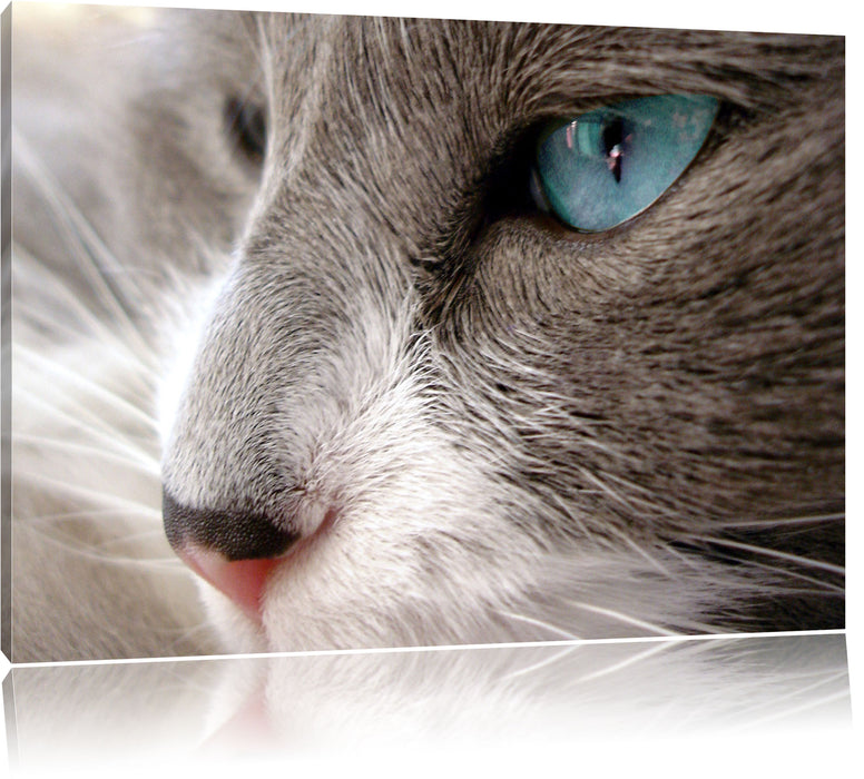 Pixxprint Katze mit blauen Augen, Leinwandbild