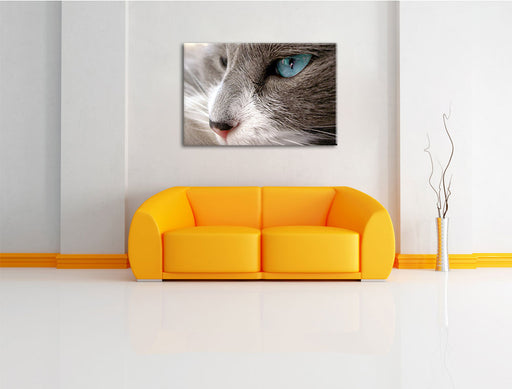 Katze mit blauen Augen Leinwandbild über Sofa