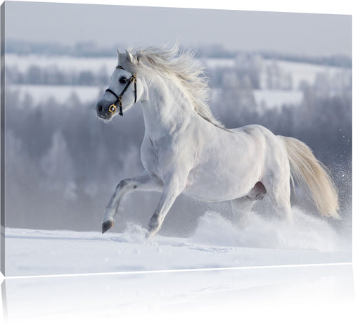 Weißes Pferd auf Schneewiese Leinwandbild