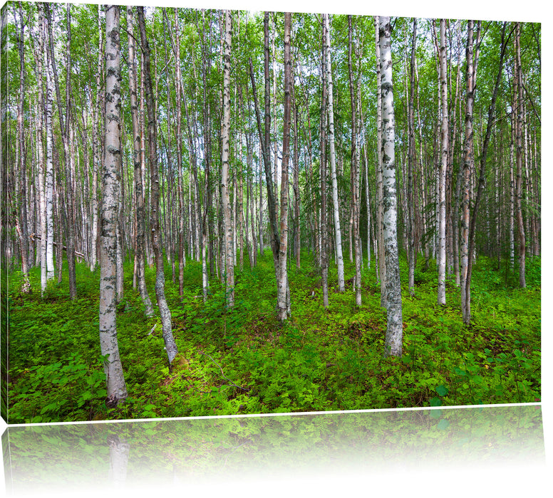 Pixxprint Birkenwald, Leinwandbild