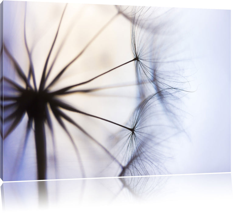 Pixxprint Weiße Pusteblumen, Leinwandbild