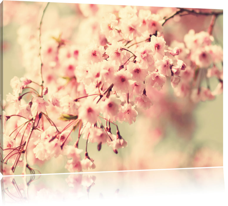 Pixxprint Kirschblüten, Leinwandbild