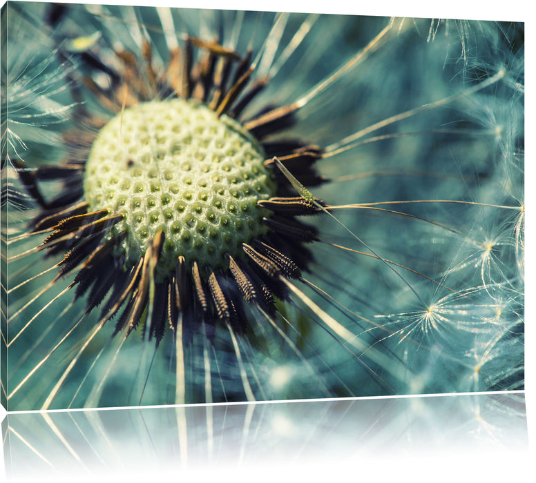 Pixxprint Pusteblume, Leinwandbild