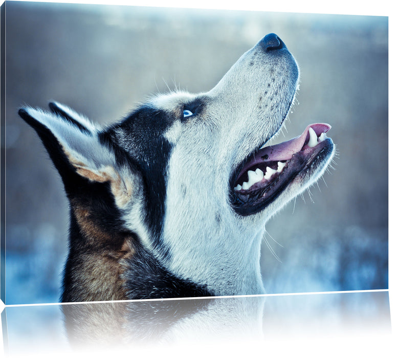 Pixxprint Husky von der Seite, Leinwandbild