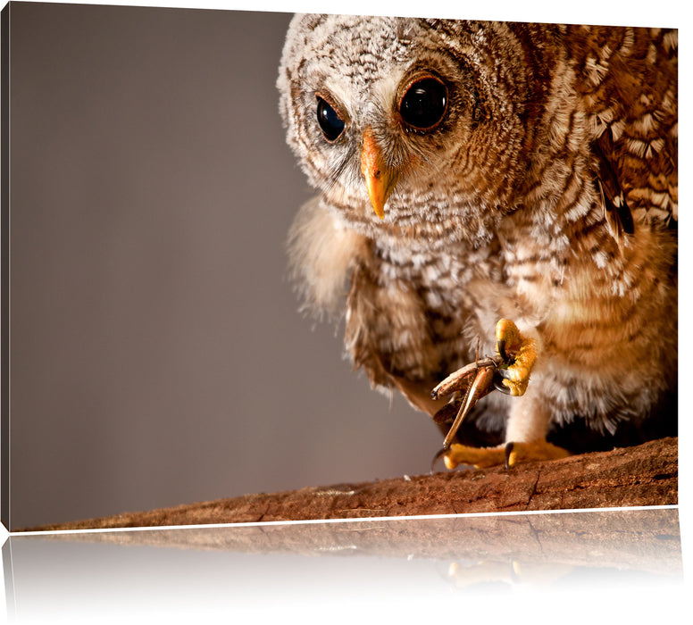 Pixxprint Eule, Leinwandbild