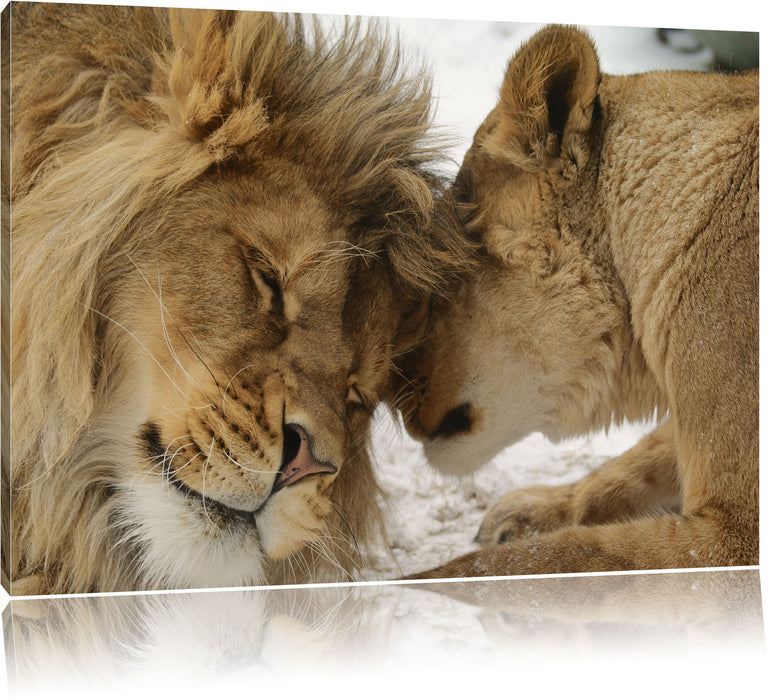 Pixxprint Kuschelnde Löwen, Leinwandbild