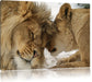 Kuschelnde Löwen Leinwandbild