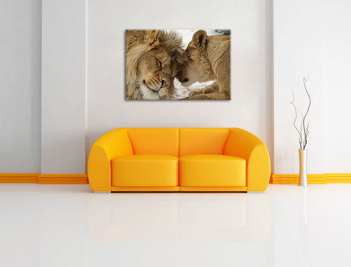 Kuschelnde Löwen Leinwandbild über Sofa
